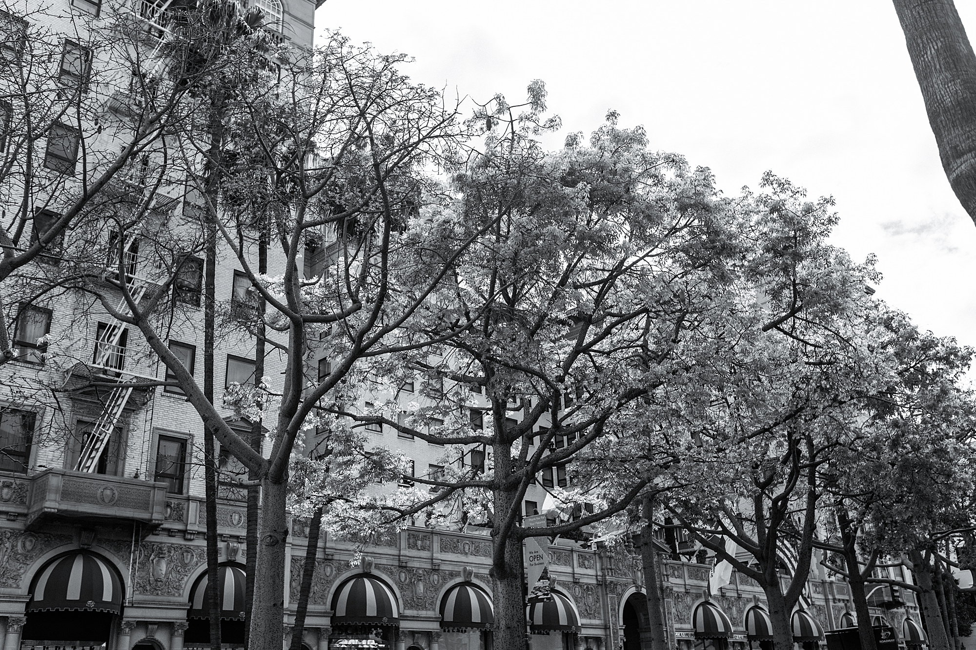 Black and white image of rodeo drive tree lined street
