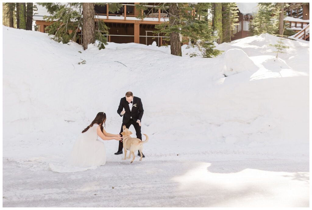 couple playing with their yellow lab in the snow