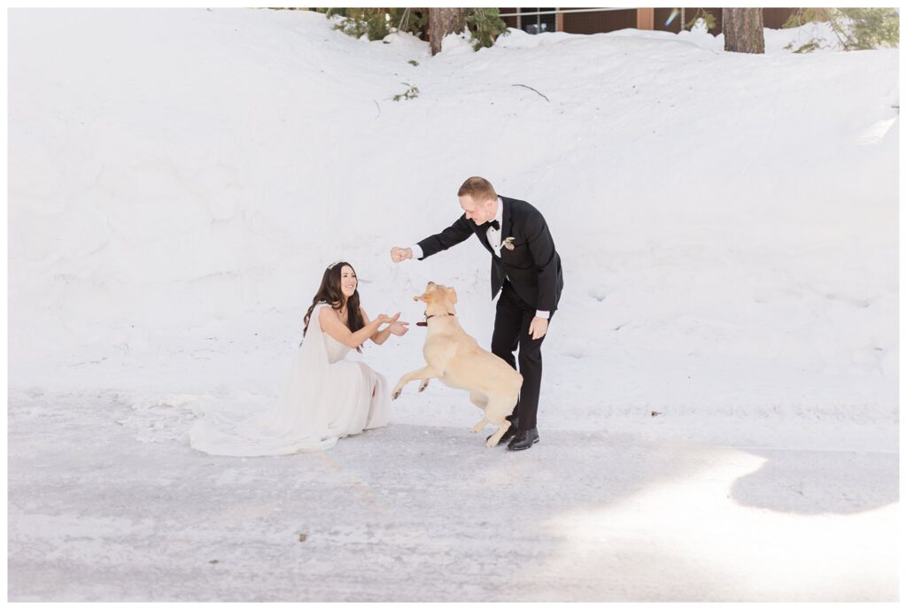wedding couple playing with their dog in the snow