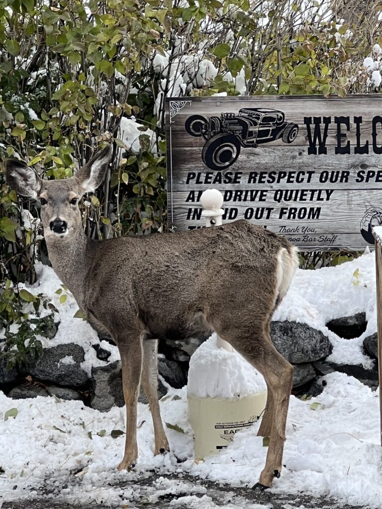 A deer stands in the snow near a welcome sign, quietly advocating for drivers to respect the tranquil area as they discover Lake Tahoe's serene beauty.