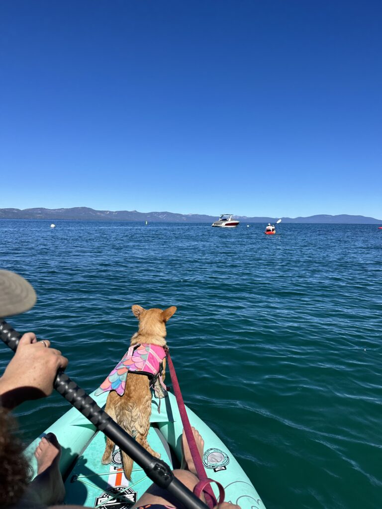 A dog wearing a life jacket stands confidently on a paddleboard in Lake Tahoe, with boats and distant mountains under a clear blue sky—an adventurous highlight among the many things to do in Lake Tahoe.